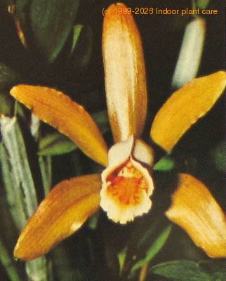 Cattleya forbesii flower cattleya forbesii k