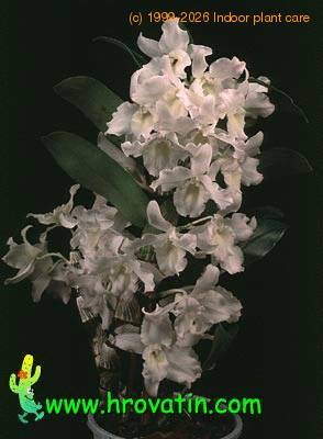 Cattleya hybrid  1824