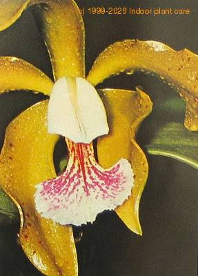 Cattleya species flower cattleya sp k