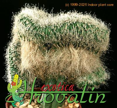 Cephalocereus senilis cristata 474