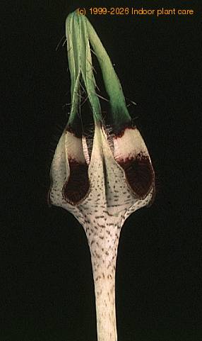 Ceropegia radicans-1407