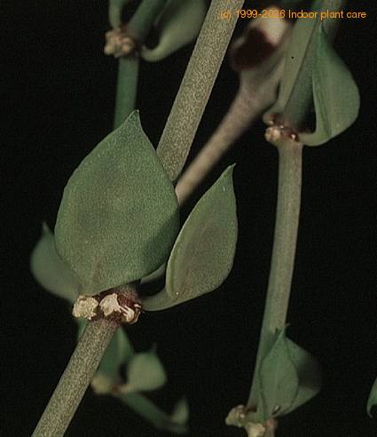 Ceropegia radicans-1408