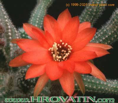 Chamaecereus silvestrii flower 204