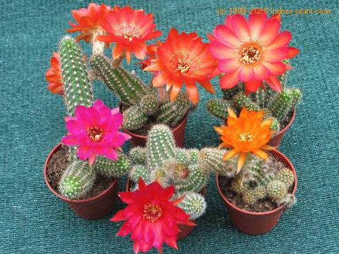 Chamaecereus silvestrii hybrid 1