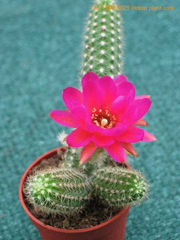 Chamaecereus silvestrii hybrid 2