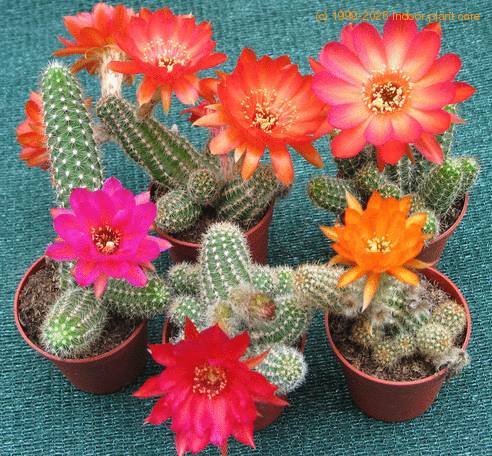 Chamaecereus silvestrii hybrid SIb