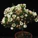 Chamelaucium sp. 2