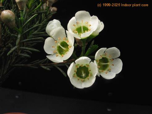 Chamelaucium sp. 3