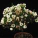 Chamelaucium sp SIb
