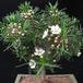 Chamelaucium sp SIb