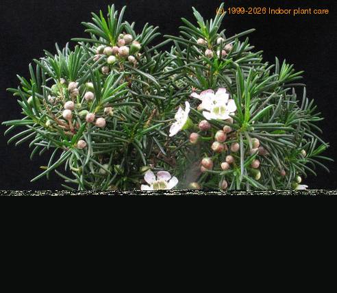 Chamelaucium sp SIb