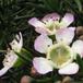 Chamelaucium sp SIf