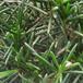 Chamelaucium sp SIl