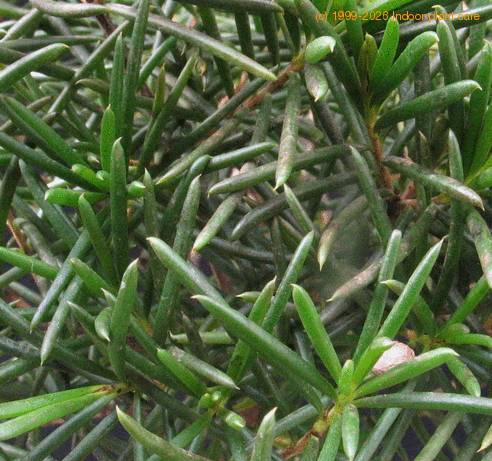 Chamelaucium sp SIl