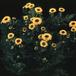 Chrysanthemum indicum yumini SIb
