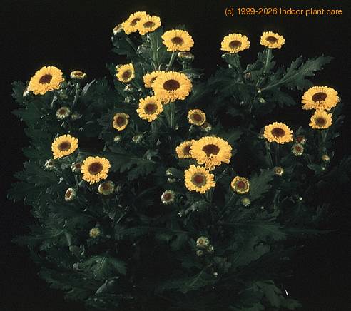 Chrysanthemum indicum yumini SIb