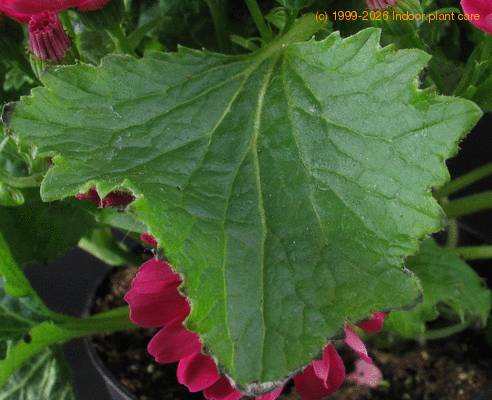 Cineraria 1