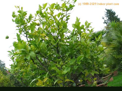 Citrus aurantium bvrt