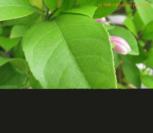 Citrus lemon SIl