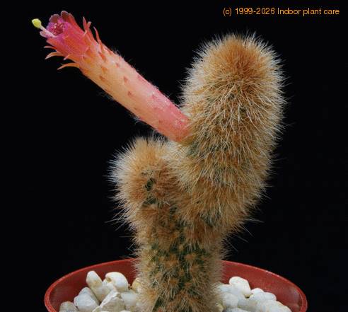 Cleistocactus strausii SIb