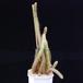 Cleistocactus winteri-379