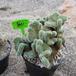 Cleistocactus winteri-cristata-380