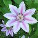 Clematis 1