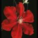 Clematis 1920