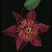 Clematis 1921