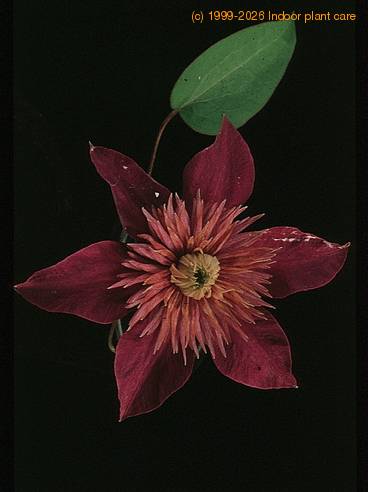 Clematis 1921