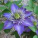 Clematis 2