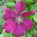 Clematis