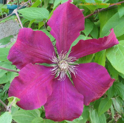 Clematis