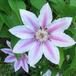 Clematis N M hybrid