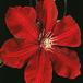 Clematis sp SIb