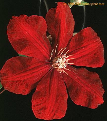 Clematis sp SIb