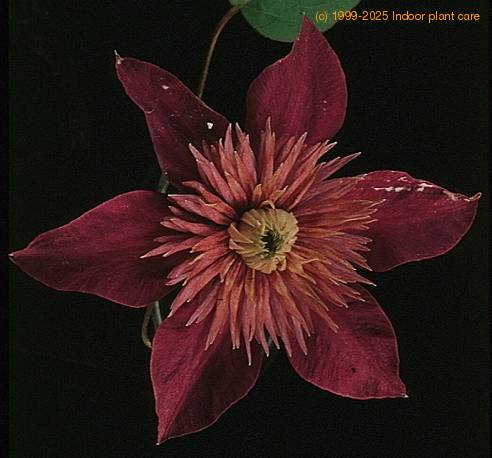 Clematis sp SIf