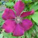 Clematis V K hybrid