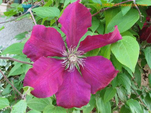 Clematis V K hybrid