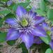 Clematis V P hybrid