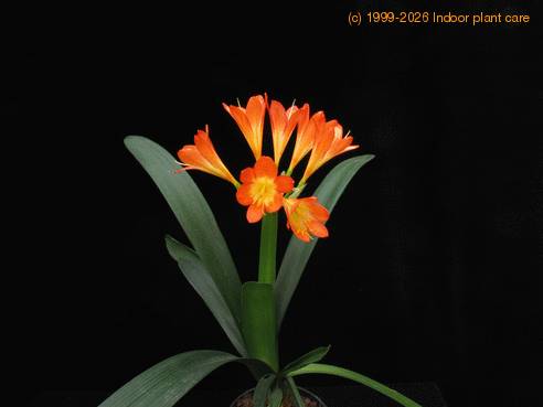 Clivia body
