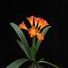 Clivia body