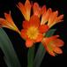 Clivia flower