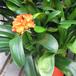Clivia miniata 1