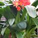 Clivia miniata 2