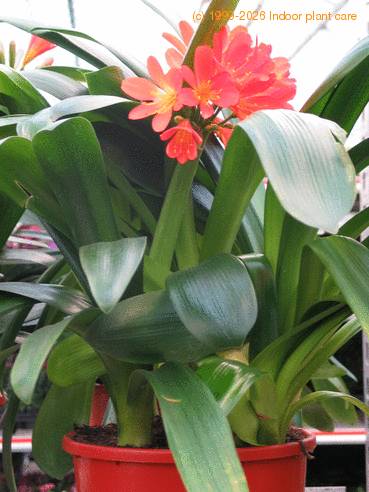 Clivia miniata 2