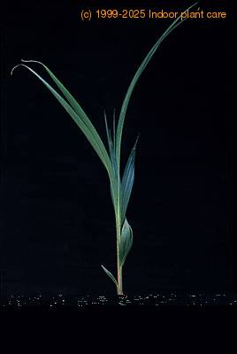 Cocos nucifera 3009