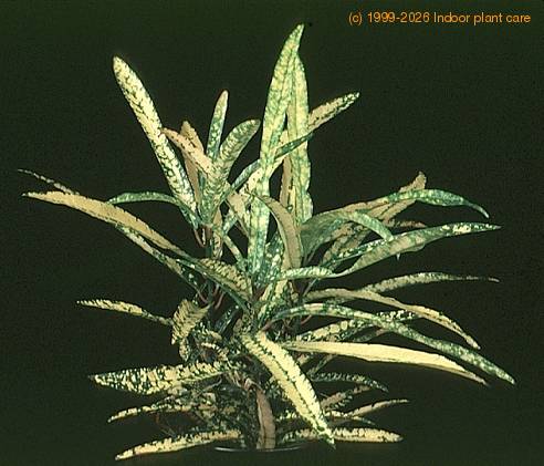 gold dust croton plant care Croton main image 0