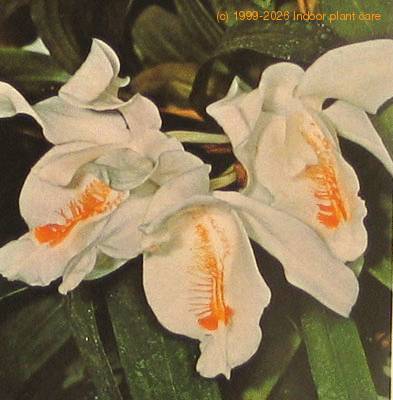 Coelogyne cristata coelogyne cristata k