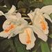 Coelogyne cristata coelogyne cristata k